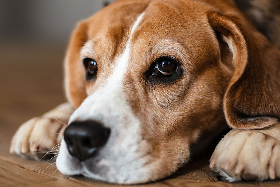 close-up-of-a-beagle-dog