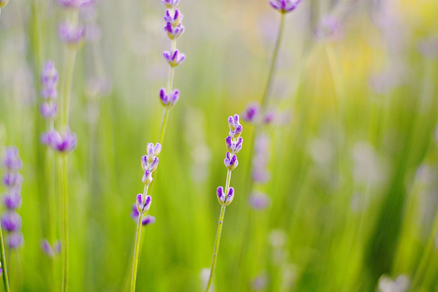 What is lavender essential oil and what are the benefits?