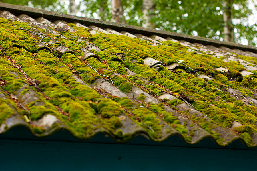 moss-on-the-roof