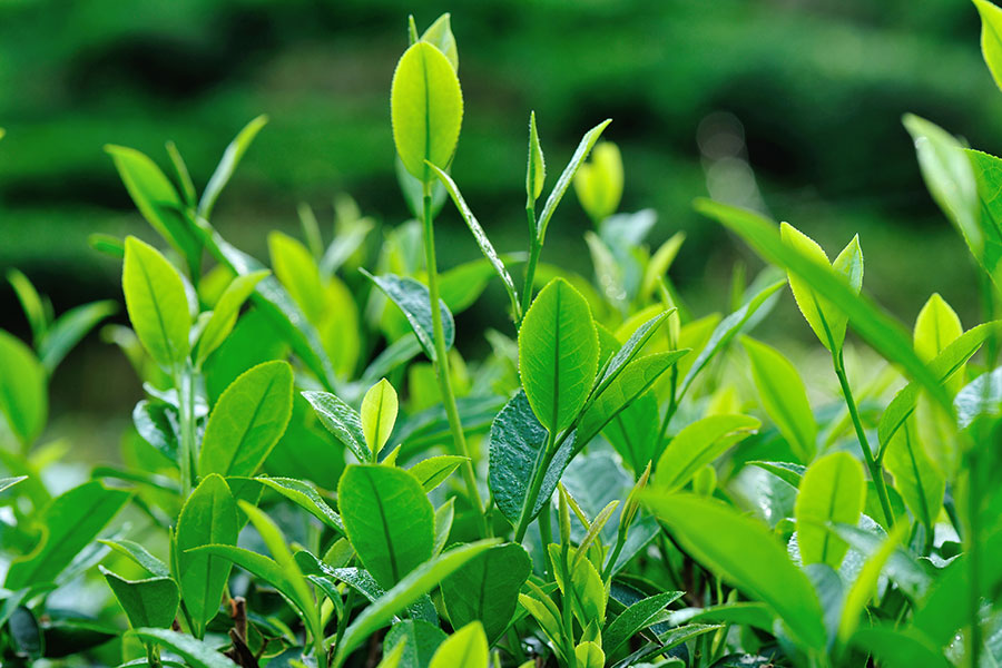 tea-trees-in-spring